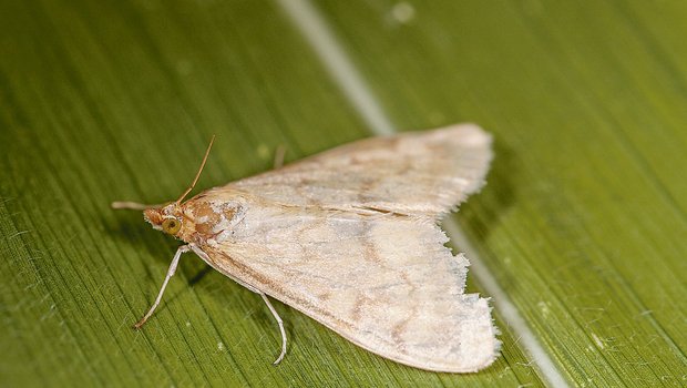 Das Maiszünsler-Weibchen legt bis zu 20 Eier ab. Aus ihnen entwickeln sich die gefährlichen Larven, die sich in den Maisstängel einbohren und die Maispflanze dadurch schädigen. (Bild Biotop)