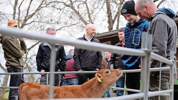 Die Rasse Jersey ist bekannt für ihre Neugier, unabhängig vom Alter des Tieres. Dies war auch bemerkbar bei der Besichtigung des Biohofes Badertscher anlässlich der diesjährigen Generalversammlung von Swiss Jersey.
