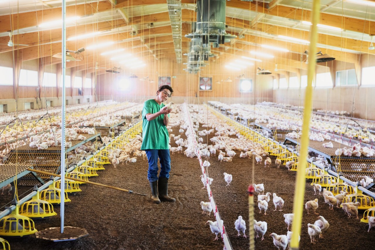 Marlies Hirt kümmert sich in Oberweningen ZH um die Pouletmast. Bild: Mareycke Frehner