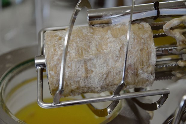 Hofdünger mit Mikroben in Biotreibstoffe umwandeln Ein pilzlicher Biofilm wächst auf der luftdurchlässigen Membran, die im Biofilmreaktor eingebaut ist.(Bild Michael Studer)