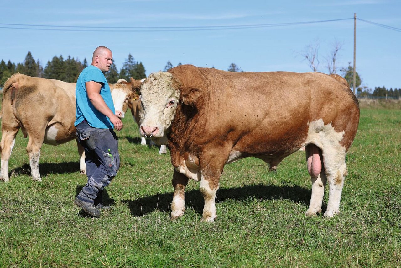 Muni Favorit ist geeignet, um Mutterkühe zu zeugen: Er ist lang und hat ausserdem gute Zuchtwerte bei der Milch.Nebst dem Natursprung werden einige Mutterkühe auch künstlich besamt.