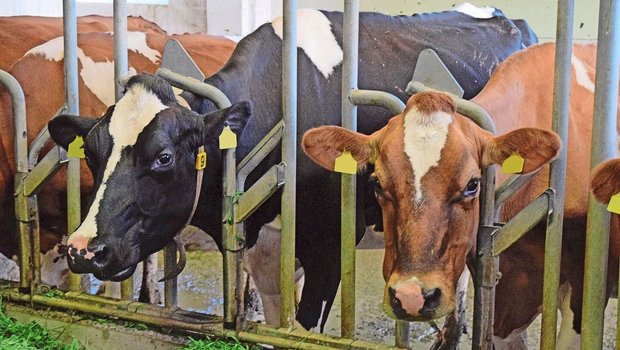 Der Biobetrieb setzt auf Rotationskreuzung. Die Kuh rechts ist eine Kreuzungskuh und hat eine Milchleistung von 8300  kg.