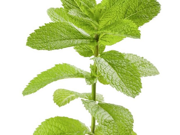 Pfefferminze kommt innerlich als Tee (appetitanregend und krampflösend) und äusserlich bei Muskel- und Nervenschmerzen sowie Insektenstichen, Juckreiz und Hautpilz zur Anwendung.