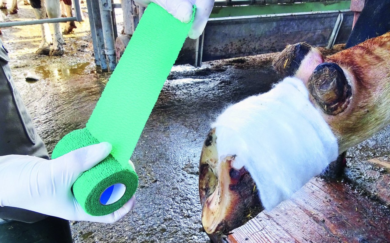 Regelmässige Klauenkontrolle und die Behandlung von Einzeltieren ist zentral für die Bekämpfung von Mortellaro. 