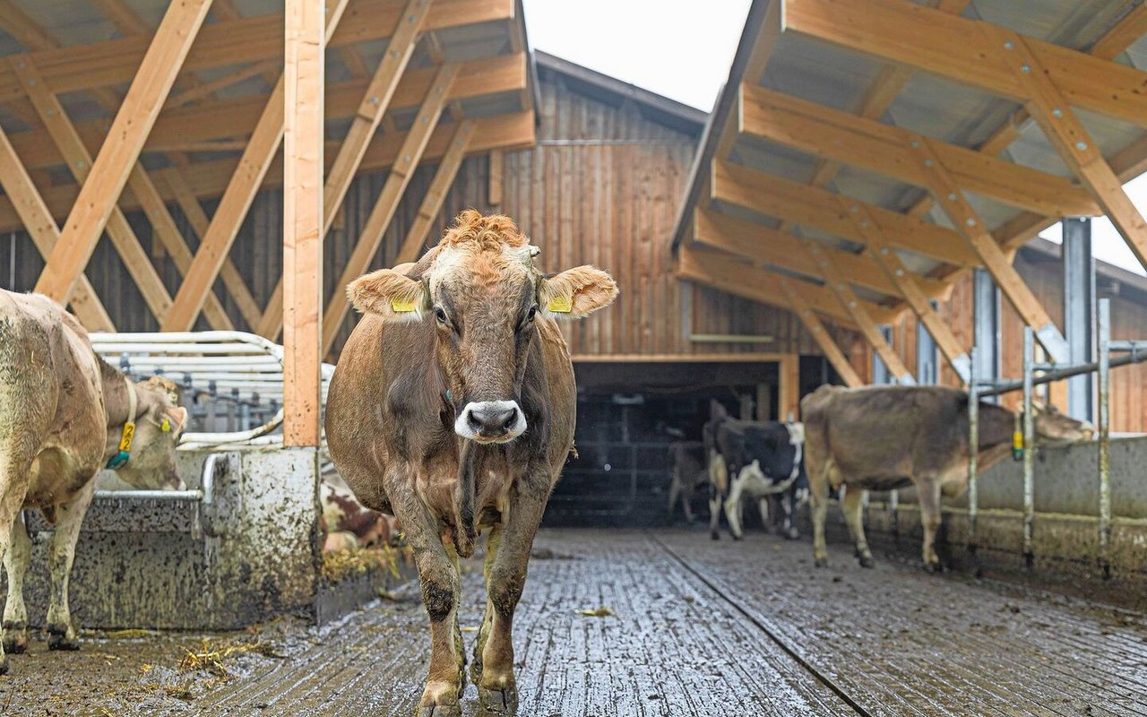 Egal, ob draussen oder drinnen: Im Stall von Irene und Martin Merz haben die Tiere sicheren Halt.