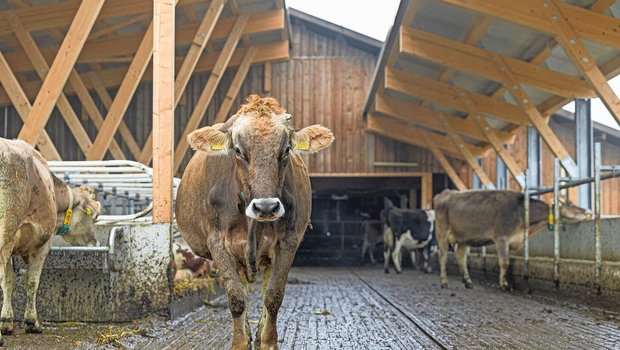Egal, ob draussen oder drinnen: Im Stall von Irene und Martin Merz haben die Tiere sicheren Halt.
