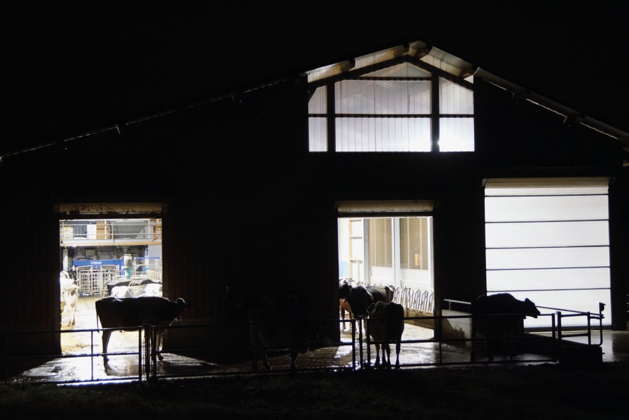 Die Kühe von Peter Mosberger können in Gossau SG zwischen dem dunklen Auslauf und dem hell beleuchteten Stall wählen. Mosberger hat den Hörmann-Hallenstall mit 62 Kuhplätzen und einem Melkroboter im Jahre 2016 gebaut. Bild: Michael Götz 