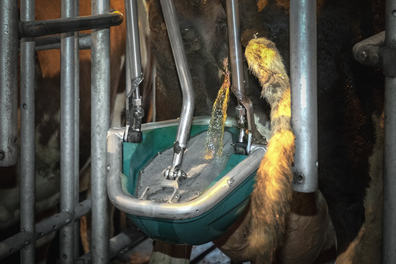 Cow Toilet der Firma Hanskamp (Bild Euro Tier)