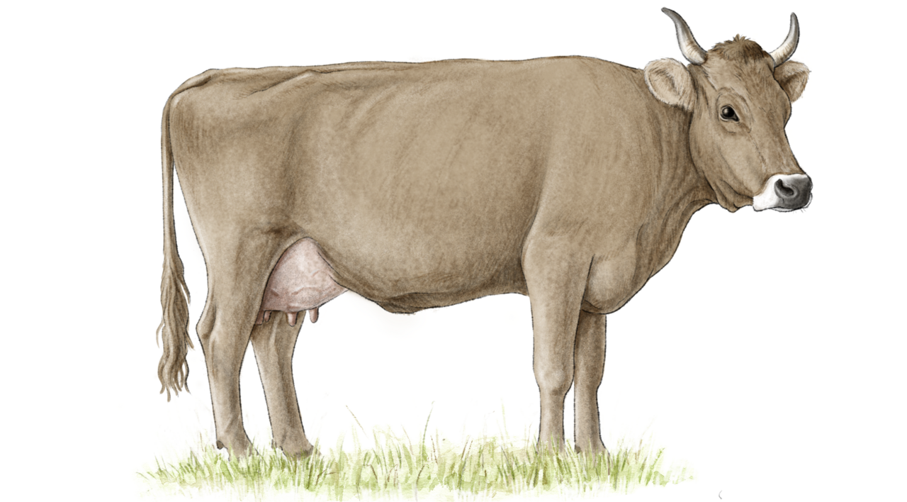 Eine Braunvieh-Kuh, von der Seite gezeichnet, steht auf einem Fleckchen Wiese.