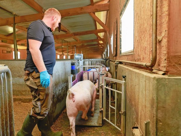 Landwirt Silvan Vogel wiegt seine Mastschweine mithilfe einer geeichten Einzeltierwaage, welche er im Treibgang platziert.