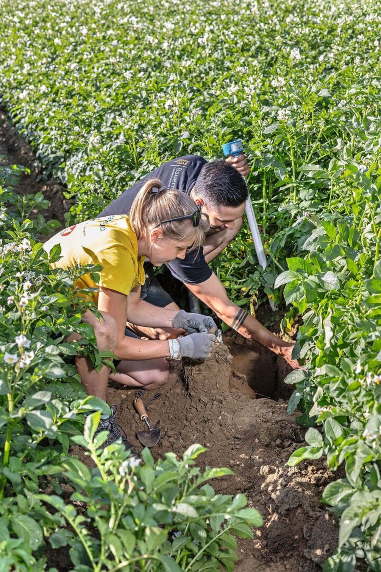 Andrea Marti, HAFL, und Landwirt David Perler untersuchen, wie sich die Markies-Kartoffeln entwickeln.