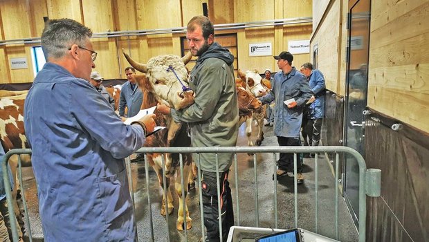 Zur Einschätzung der Alterklassen an den öffentlichen Märkten gehört der Blick ins Maul und das Zählen der Schaufeln nur noch bis Neujahr dazu. Ab dann zählt das biologische Alter.
