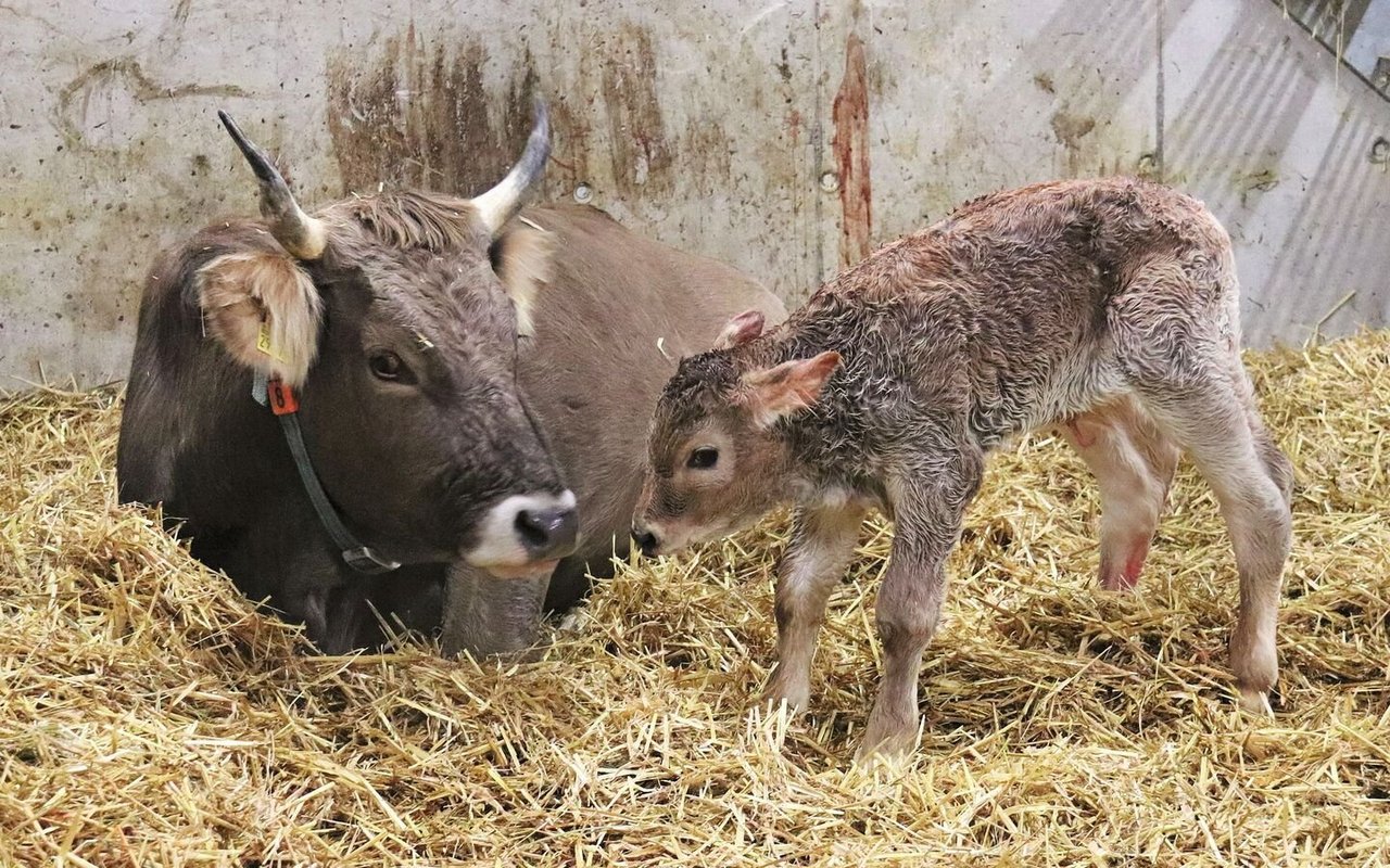 Eine Original Braunvieh-Kuh liegt in der Abkalbebox. Ihr Kalb steht daneben.