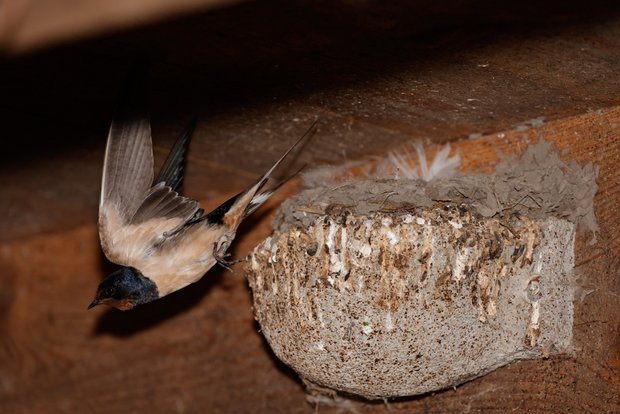 Fliegenbekämpfung: Schwalben bringen Glück im Stall Eine Rauchschwalbe auf Futterjagd. Bild: Peter Röthlisberger/«die grüne»
