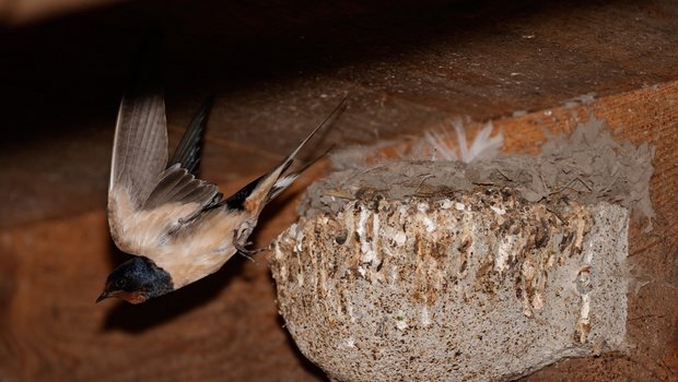 Eine Rauchschwalbe auf Futterjagd. Bild: Peter Röthlisberger/«die grüne»