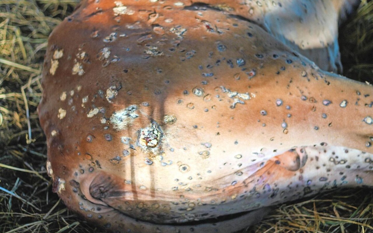 Knoten auf der Haut gehören zu den typischen Symptomen der Tierseuche Lumpy Skin Disease (LSD).