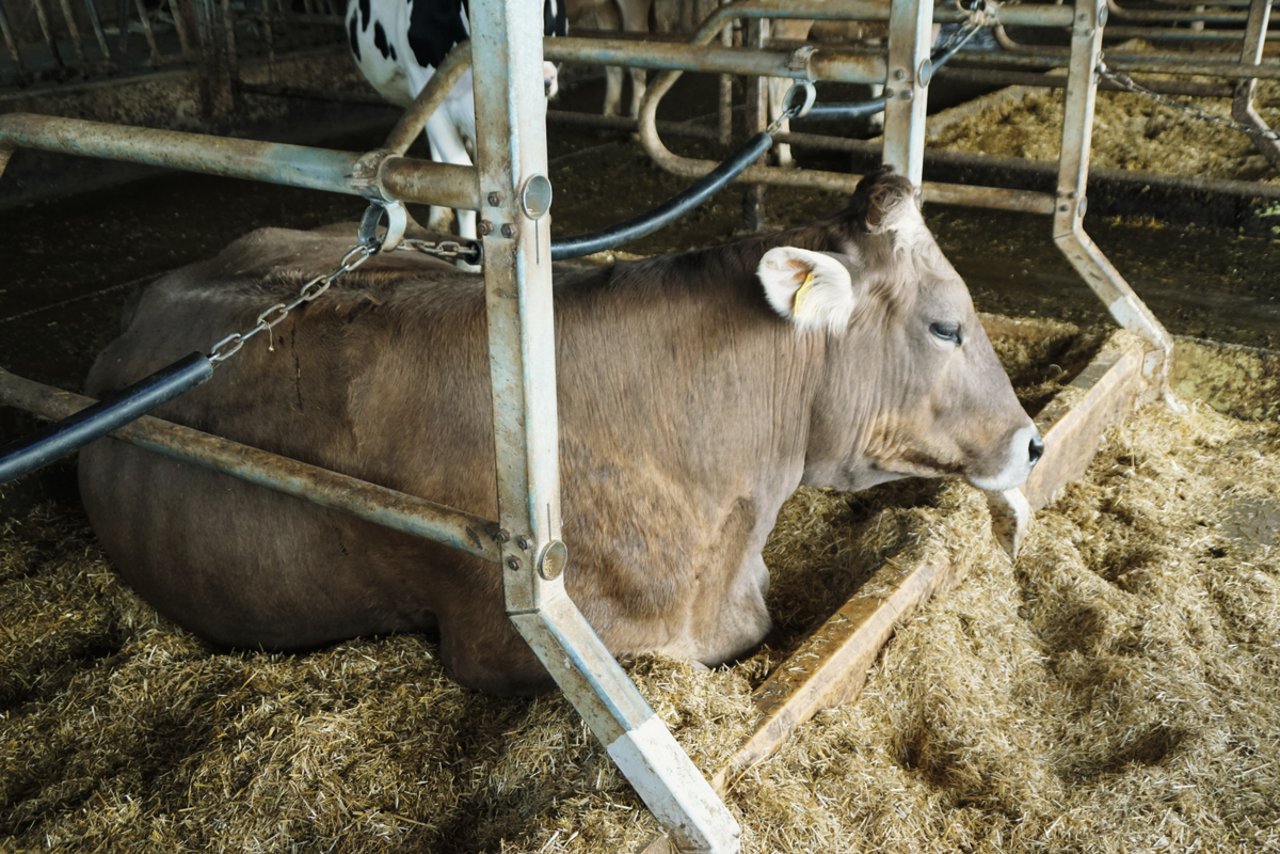 Die Kühe von Thomas Signer in Dottwil SG liegen weich auf der Stroh-Einstreuund dem Tiefboxen-Kissen. Bild: Michael Götz