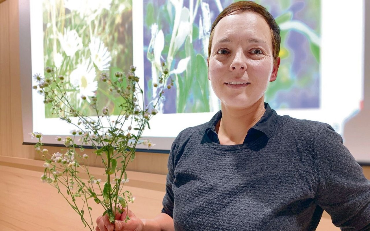 Kursleiterin Cornelia Lohri zeigt mit dem einjährigen Berufkraut eine der invasiven Pflanzen, welche sich auch auf extensiven landwirtschaftlichen Flächen rasant verbreiten.  