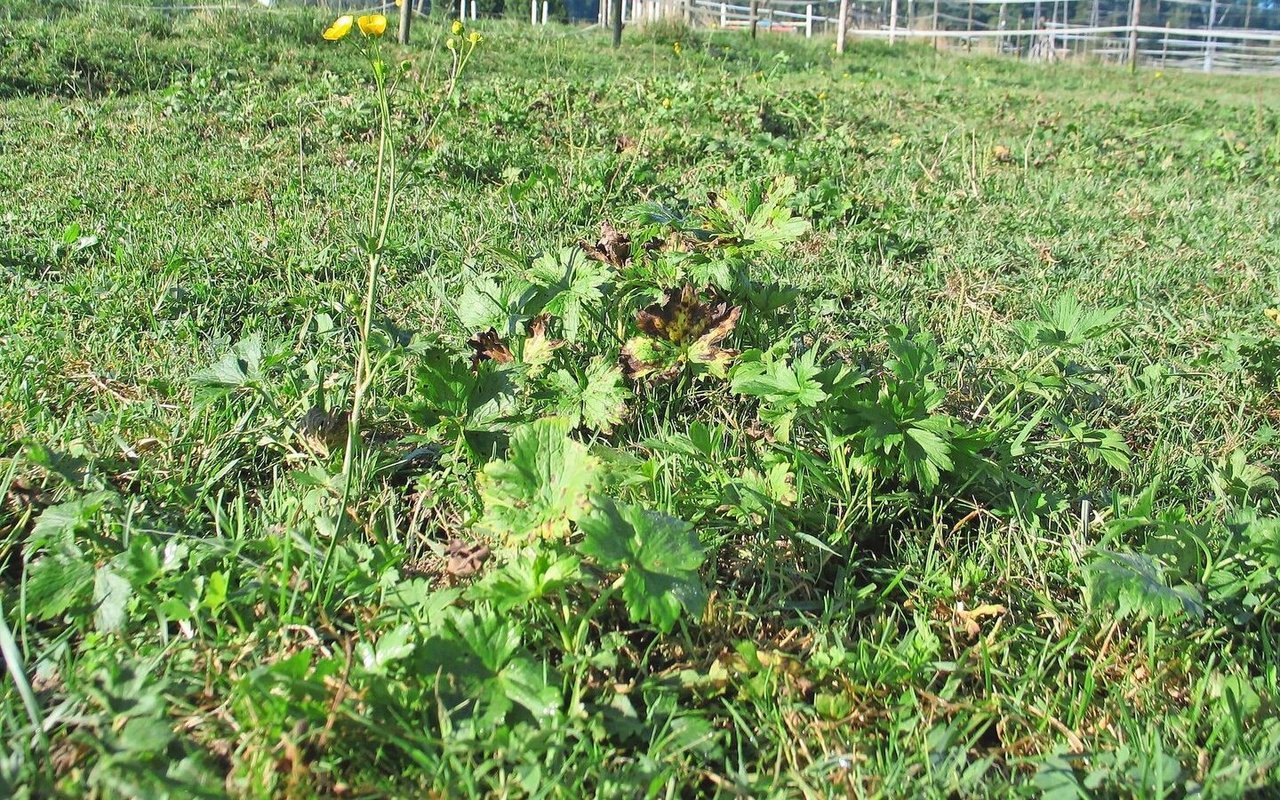 Geilstellen sollten gemäht und das Schnittgut abgeführt werden, bevor der Scharfe Hahnenfuss versamt. Somit wird die Verbreitung gebremst. 