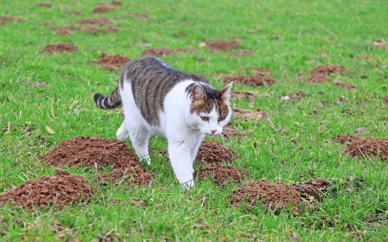 Von Natur aus hervorragende Mäusejäger: gesunde Katzen können pro Tag bis zu 15 Mäuse fangen.