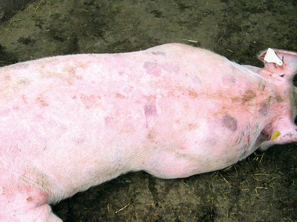 Schweinegesundheitsdienst Rotlauf hat viele Gesichter diegruene.ch