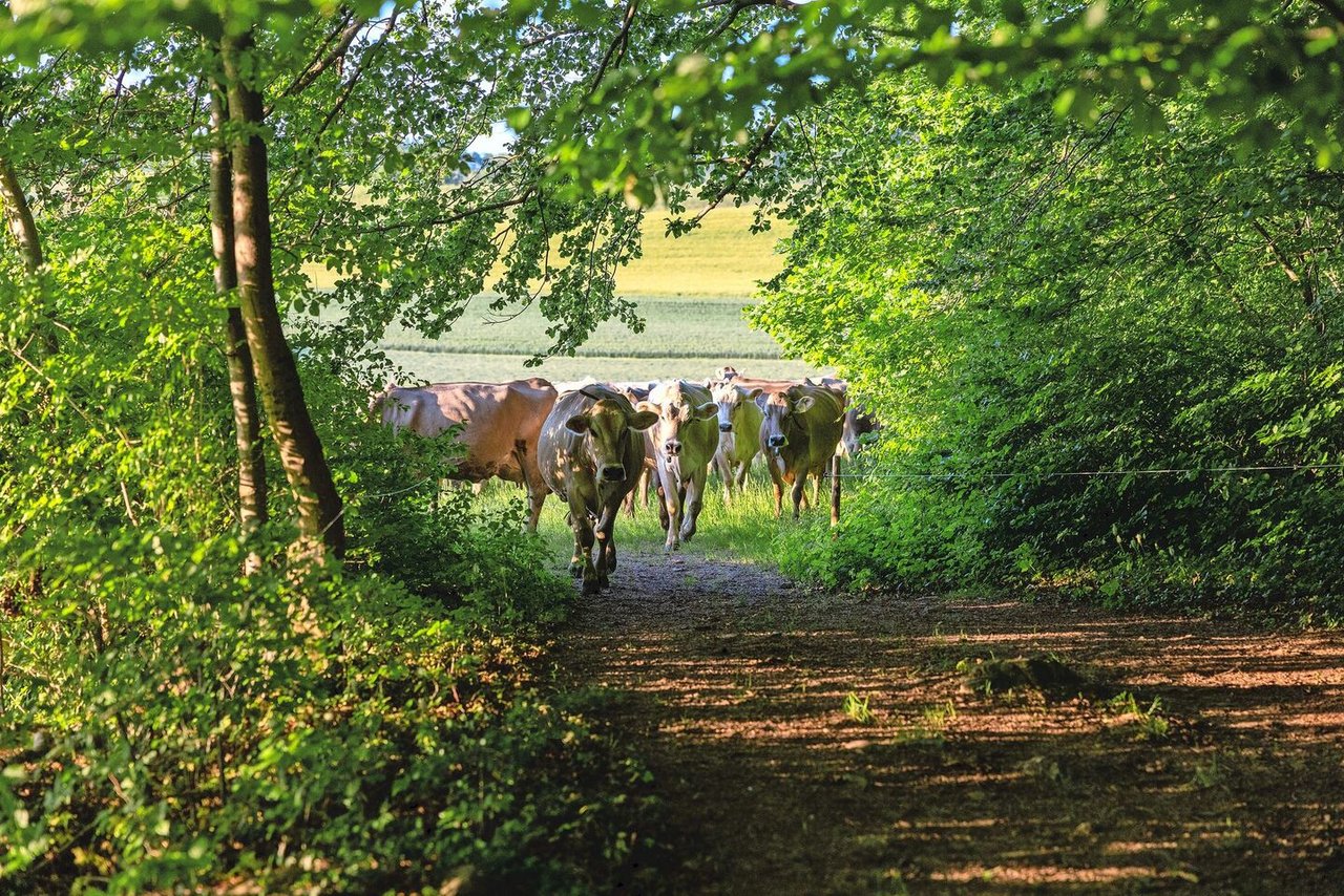 Überwiegt der Vorteil der Methanreduktion, die bei einer Abschaffung der Wiederkäuerhaltung eintreten würde?