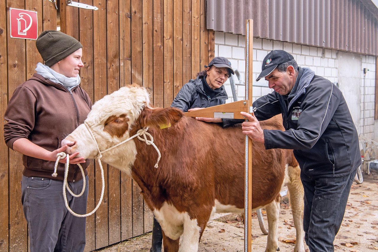 Janine Braun, Anet Spengler und Hans Braun mit dem Swiss Fleckvieh-Stier Caro während der Aufzuchtphase. Bild: Marion Nitsch