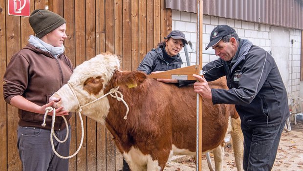 Janine Braun, Anet Spengler und Hans Braun mit dem Swiss Fleckvieh-Stier Caro während der Aufzuchtphase. Bild: Marion Nitsch