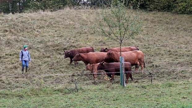 Diese Tiere versuchten im Galopp, zu den anderen aufzuschliessen – ohne Erfolg. Bild: Pia Neuenschwander