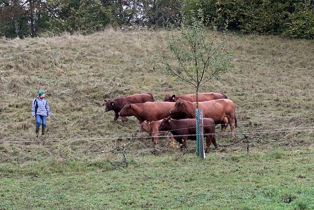 Mit Low Stress Stockmanship Rinder stressarm bewegen Diese Tiere versuchten im Galopp, zu den anderen aufzuschliessen – ohne Erfolg. Bild: Pia Neuenschwander