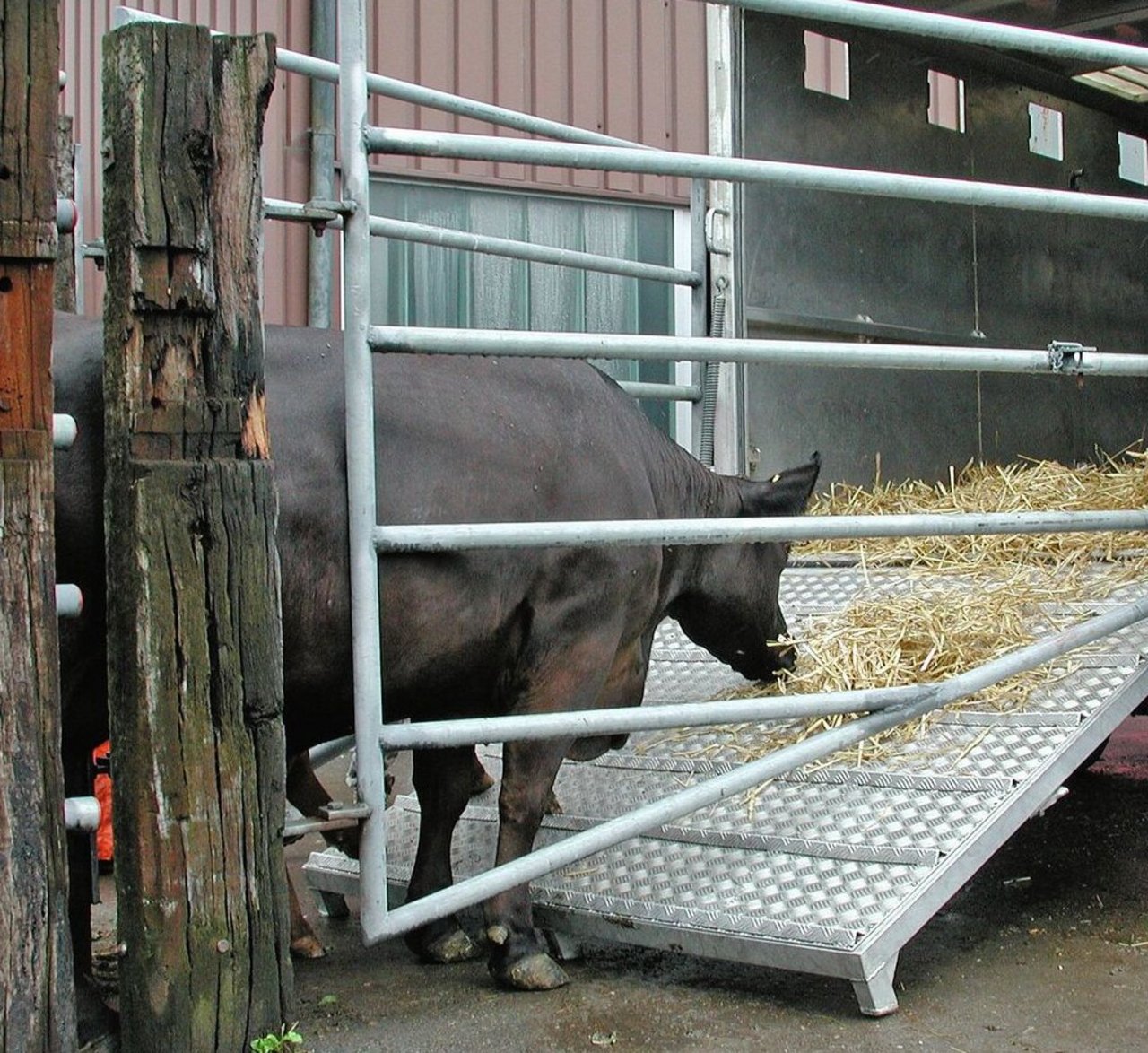 Eine Kuh geht die Rampe zum Transportanhänger hinauf.