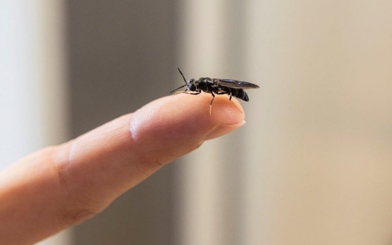 Eine erwachsene Schwarze Soldatenfliege sitzt auf der Fingerkuppe einer Person.