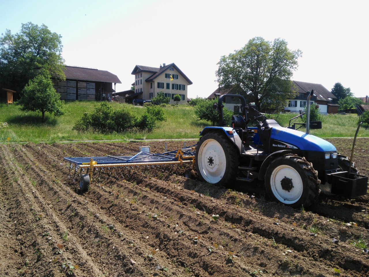 Bei Süsskartoffeln können dank moderner Striegel-Technik auch die Dämme mit einem gleichmässigen Zinkendruck bearbeitet werden. Hier der Versuch von 2019. Bild: zVg