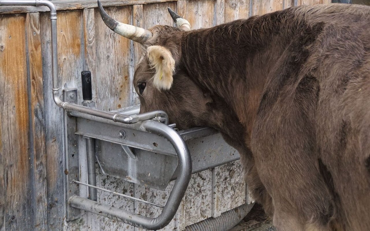 Eine behornte Kuh trinkt aus der Tränke Wasser.