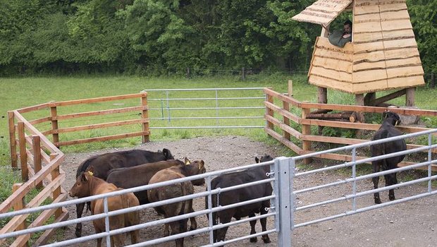 Für die Weideschlachtung bringt Landwirt Nils Müller die Tiere in ihrer vertrauten Gruppe in eine separate Koppel mit Hochsitz, von wo aus er das zu schlachtende Tier ins Visier nimmt (Bilder Gabriela Müller)