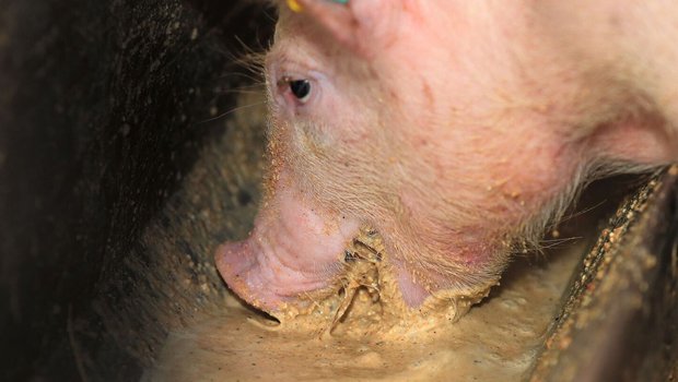 Neue Forschungsergebnisse und veränderte Umwelteinflüsse machen Anpassungen in der Schweinefütterung unausweichlich. 