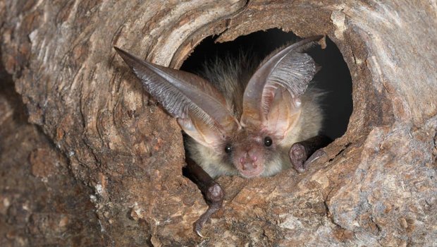 Die Langohrfledermaus ist eine von 30 Arten, die es in der Schweiz gibt. Sie jagt gerne in Obstgärten. Den Tag verschläft sie in Baumhöhlen oder Dachstöcken. 	(Bild www.fledermausschutz.ch)