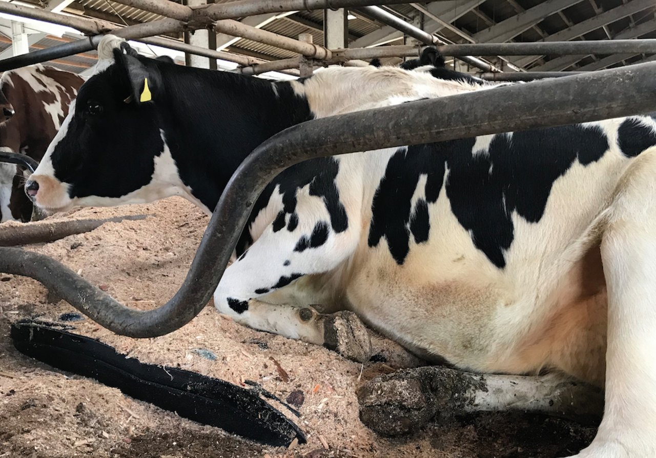 Auf dem Tiefboxen-Kissen liegen die Kühe etwas erhöht. Bild: Kraiburg