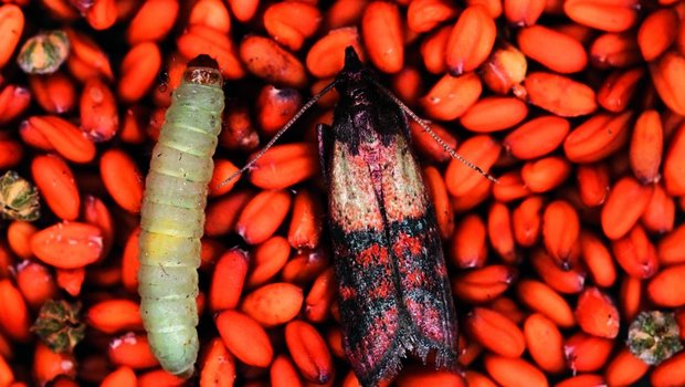 Alle befallenen Produkte müssen umgehend entsorgt werden.