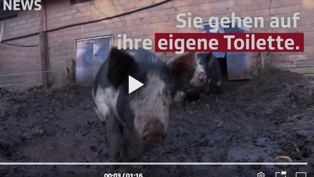 Dank Zitronenbonbons lernen die Schweine, wo sie zum Urinieren hingehen sollen. (Bild Screenshot SRF)