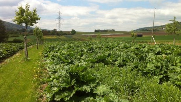 Bäume in Kombination mit Ackerkulturen erlauben eine insgesamt 10 bis 30 Prozent höhere Biomasseproduktion auf der Fläche. Hier im Bild: Birne und Rhabarber im Zürcher Unterland. (Bild Agroscope)