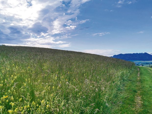 Biodiversitätsbeiträge in der Landwirtschaft lassen die Wiesen hungern Einst artenreiche, wenig intensive Wiesen wurden aufgrund der lockenden Beiträge in extensive Wiesen umgewandelt. Sie verarmen und verlieren an Qualität.(Bild sb)