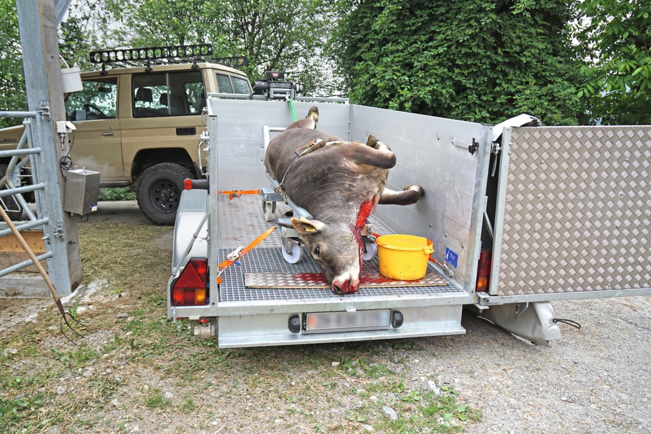 Beim aktuell bewilligten Verfahren wird das Tier auf der Weide oder im Fressgitter betäubt, mit einem Frontlader aufgezogen und entblutet. Mit dem T-Trailer wird es dann auf einem Schragen fixiert ins Schlachthaus transportiert. Bild: SRF/Stefan Wüthrich