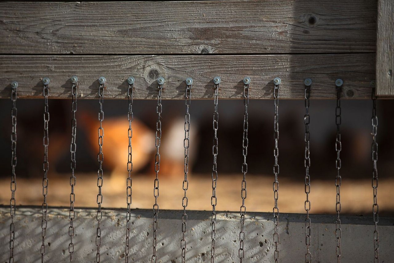 Der Zugang zur Weide ist nur einen Spalt breit offen. Davor hängen Metallkettchen. Das soll Greifvögel davon abhalten, dem Geflügel nach drinnen zu folgen.