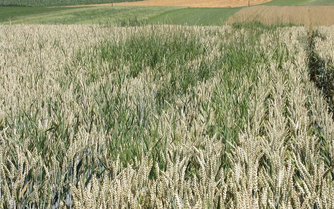 Wer getreidelastige Fruchtfolgen mit Hackfrüchten, Ölsaaten oder Proteinpflanzen auflockert, reduziert den Verunkrautungsdruck.