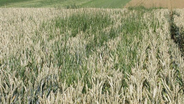 Wer getreidelastige Fruchtfolgen mit Hackfrüchten, Ölsaaten oder Proteinpflanzen auflockert, reduziert den Verunkrautungsdruck.