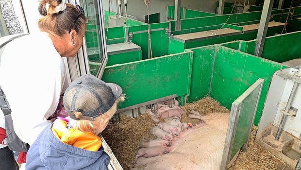 Klein und Gross waren fasziniert von den jungen Ferkeln und den Muttersauen auf dem Betrieb Riedmatt. Diese konnten durch das Fenster von draussen beobachtet werden. 