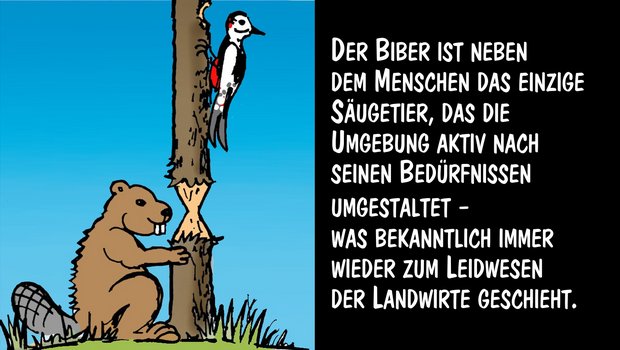 Der Biber gestaltet seine Umgebung aktiv nach seinen Bedürfnisse. Cartoon: Marco Ratschiller/Karma