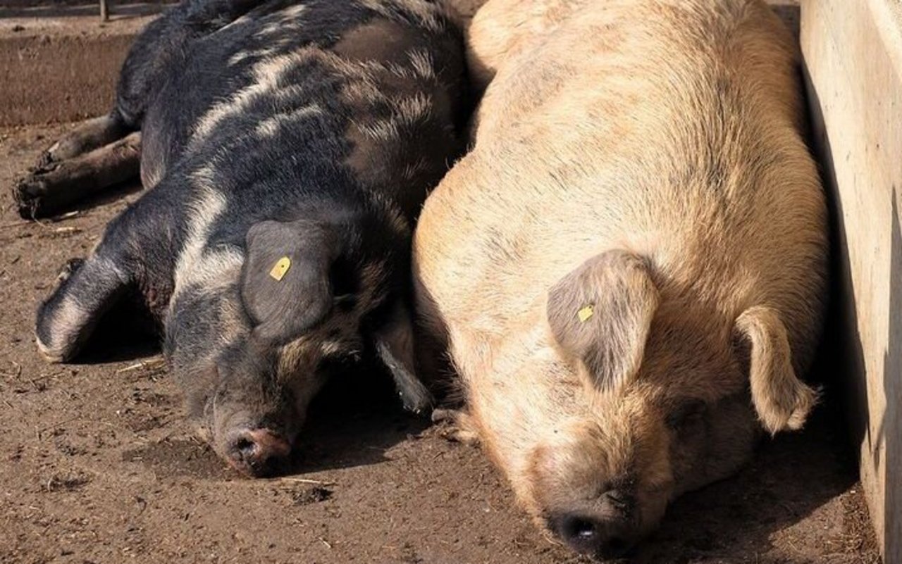 Eine dunkle Muttersau liegt neben einem Duroc-Eber. Die beiden scheinen die Sonne zu geniessen.