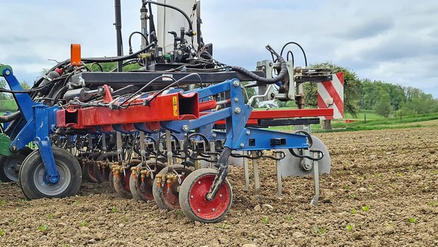 Hier wird nur ein schmales Band über der Zuckerrübenreihe chemisch gegen Unkraut behandelt. Die übrige Fläche wird mechanisch behandelt. Der Mittelaufwand kann um 50 bis 70 Prozent reduziert werden. Bild: die grüne/Beat Schmid